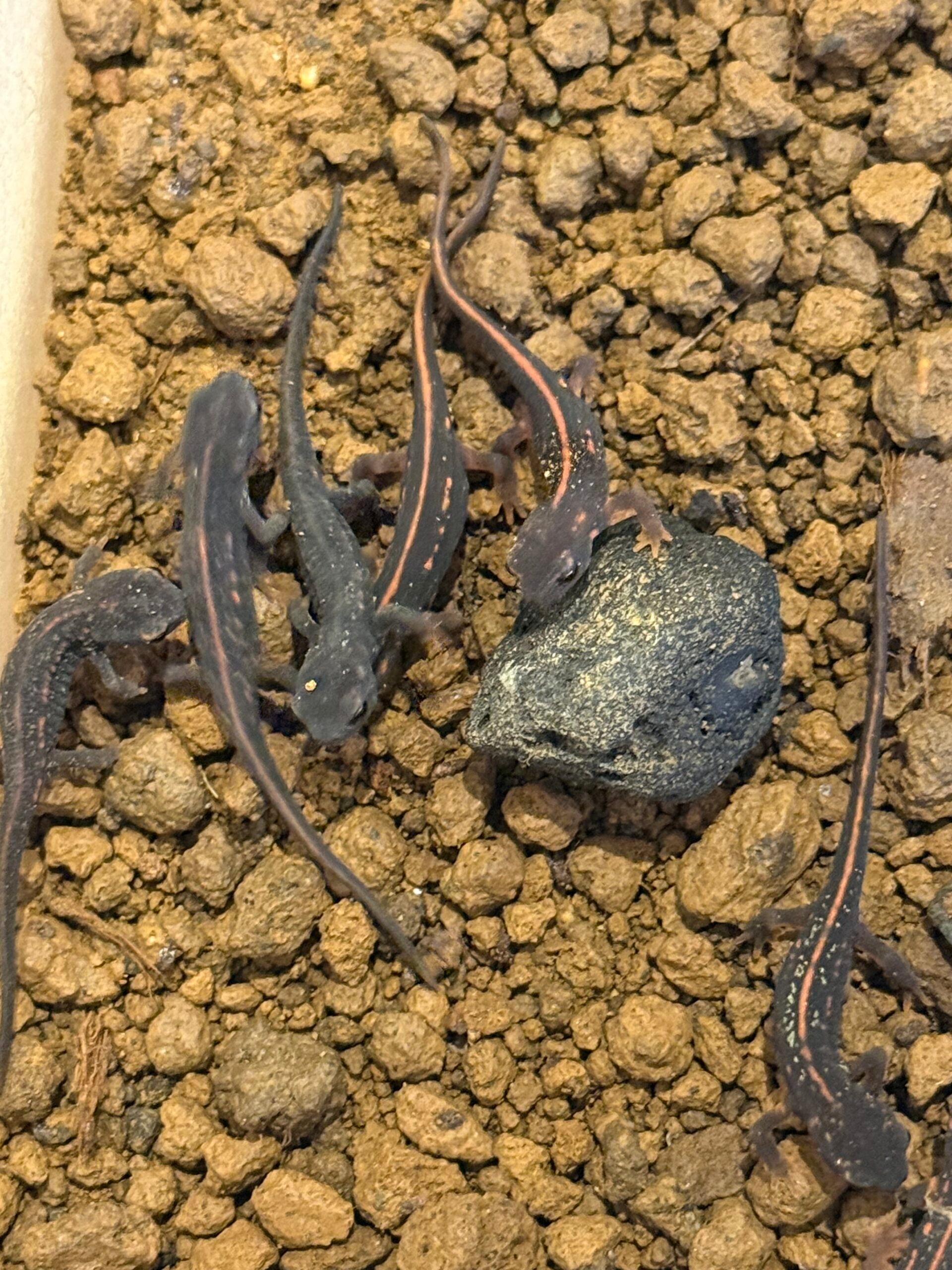 オキナワシリケンイモリCB Sサイズ5匹※配合飼料食べます | 日本改良 
