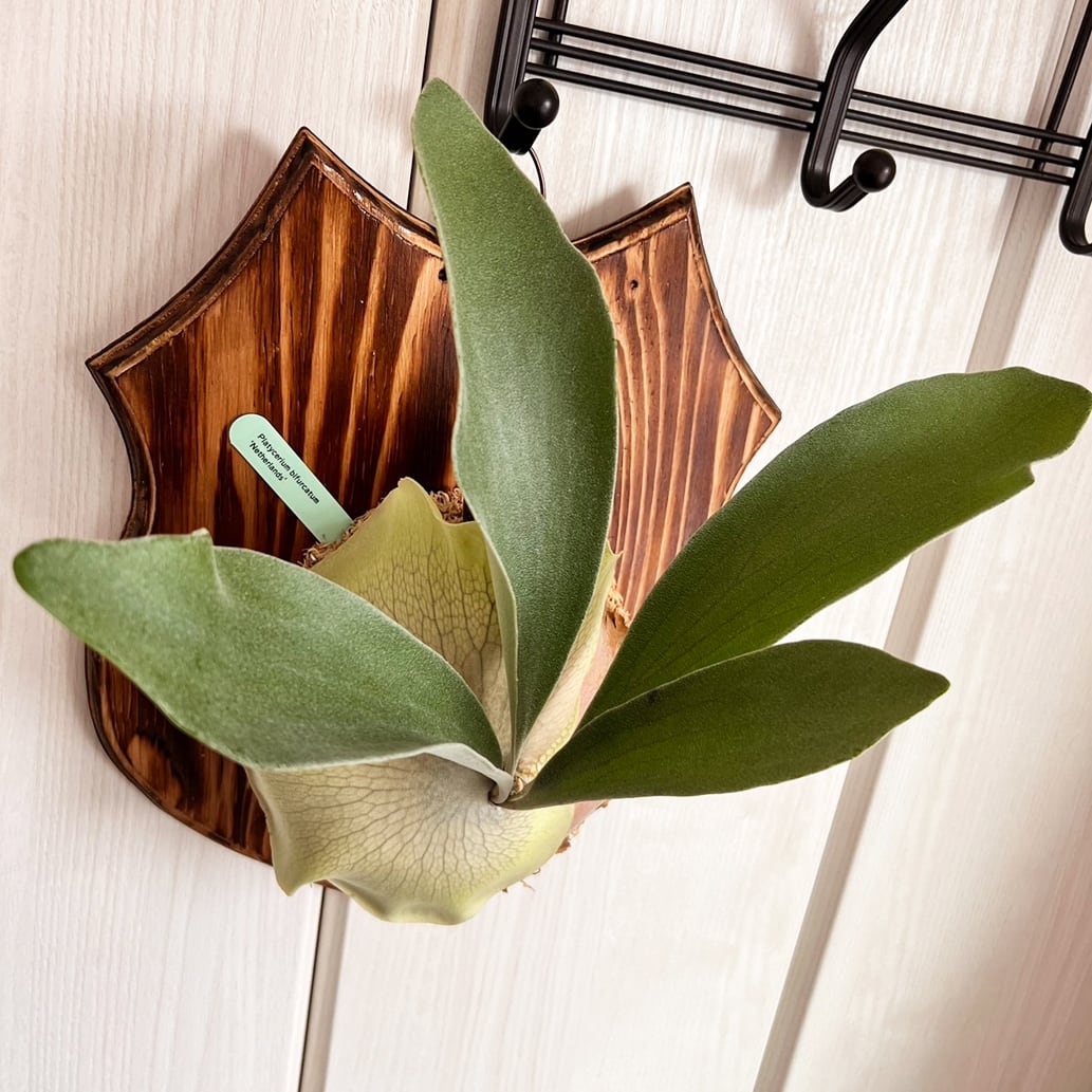 ビカクシダ ネザーランド 大サイズ 板付 【観葉植物 室内 コウモリラン