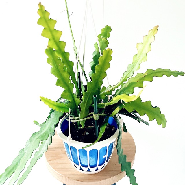 《人気商品》ユニークな葉姿＊フィッシュボーンカクタス＊人気商品【calm cafe】1