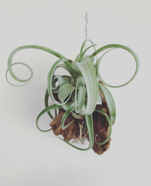 ［Tillandsia］ Curly Slim (intermedia X streptophylla)  ティランジア カーリースリム