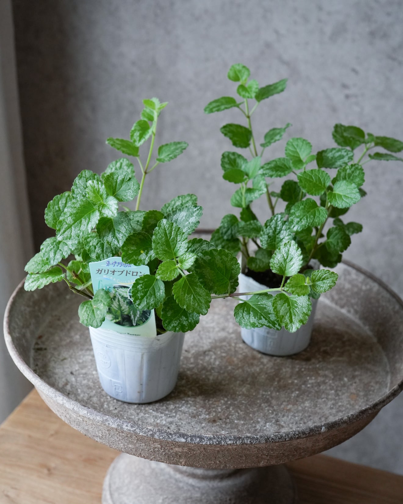 光触媒　人工観葉植物　ウォールグリーン　フェイクグリーン　スマイラックスツリー 観葉植物 スマイラックス 光触媒 人工観葉植物 ウォールグリーン