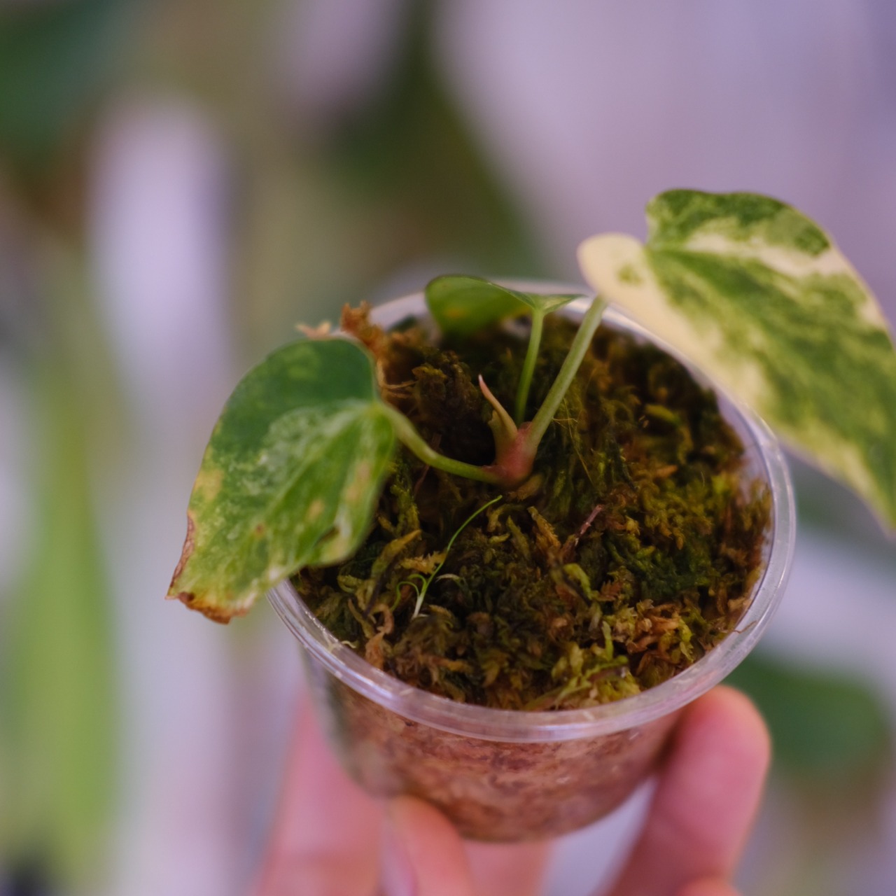 Anthurium forgetii “Australia version” × Anthurium carlablackiae｜アンスリウム｜観葉植物