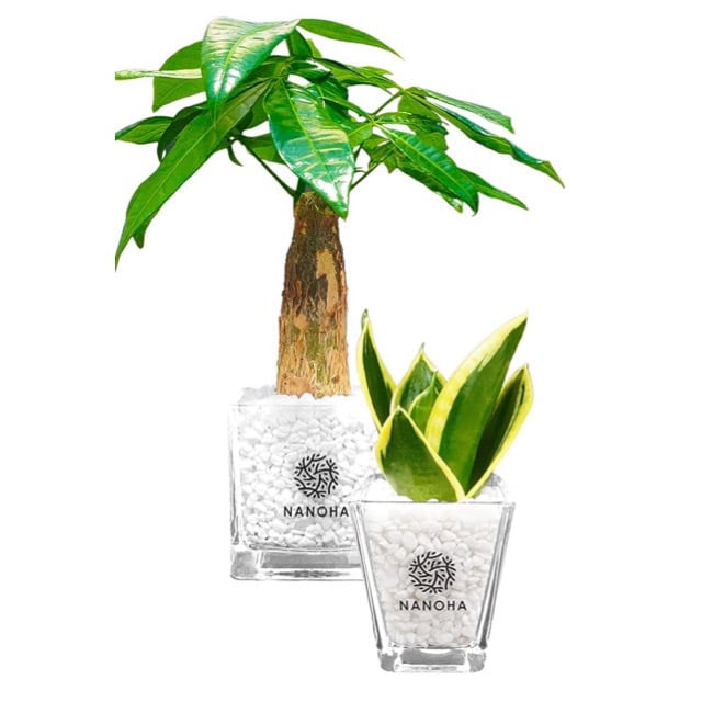 お得なセット商品（ミニ観葉植物） | インテリアグリーンショップ