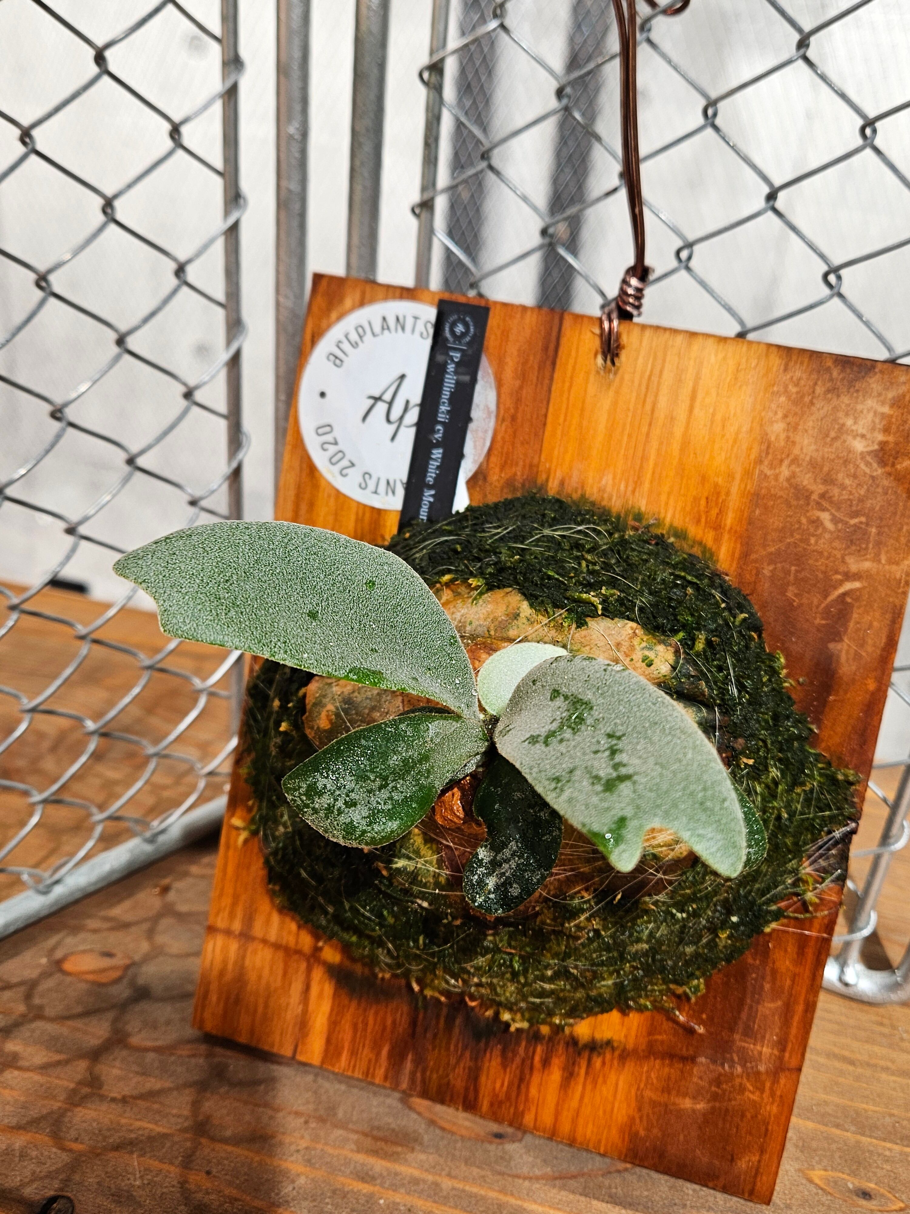 P. willinckii cv. White Mountains 【artPLANTs/PLANTS GARAGE