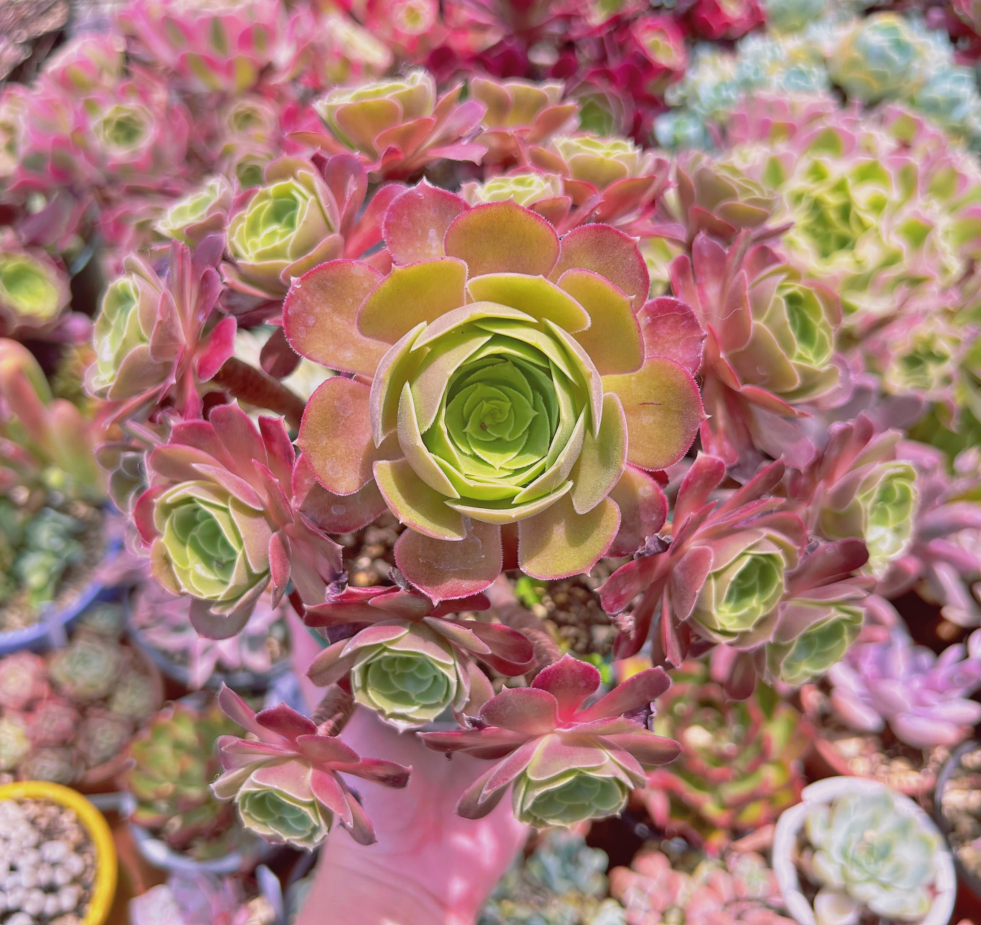 #044現物　多肉植物　ローズ法師　特大　抜き苗