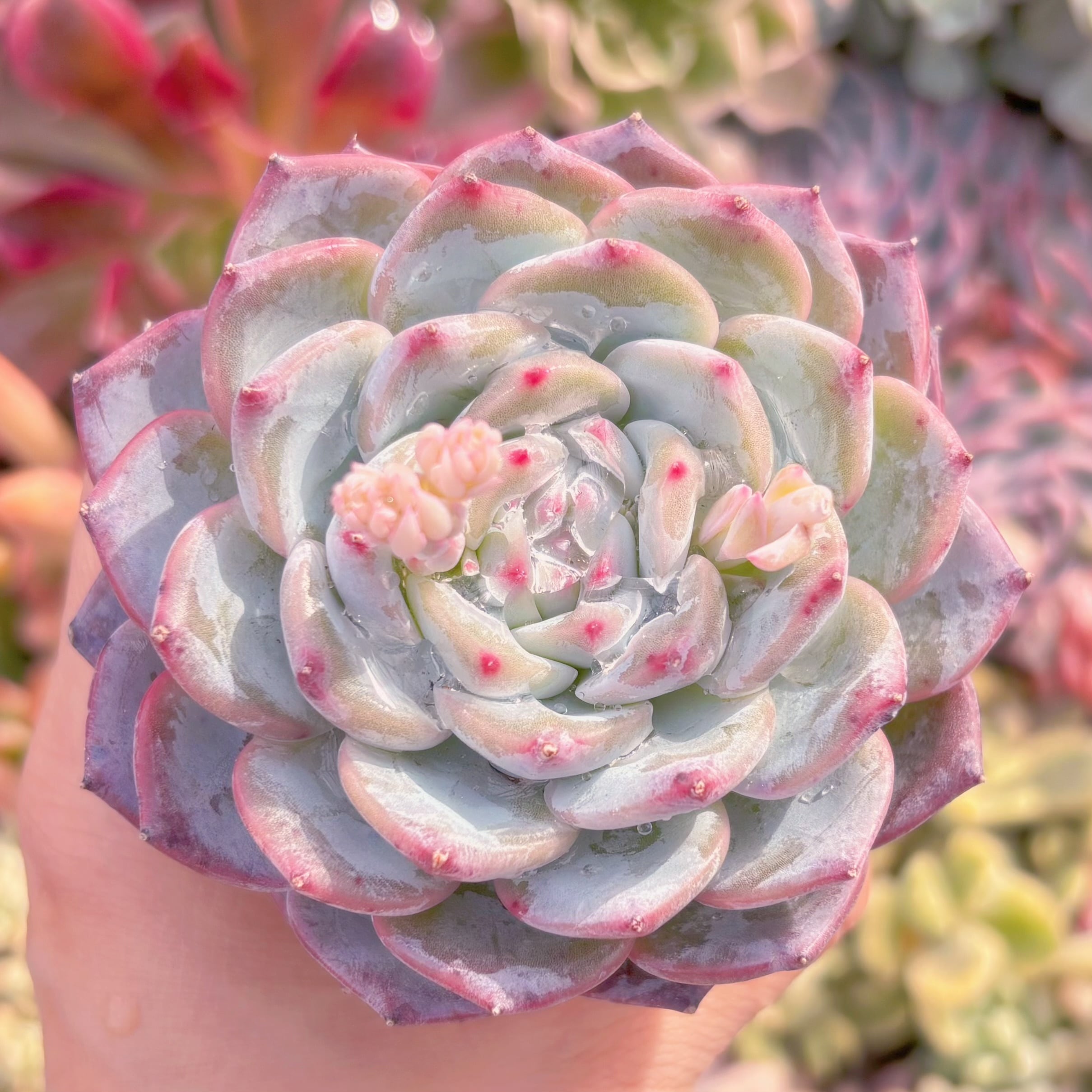 現品　多肉植物　ニューボア#052　大苗　新入荷　るる農園