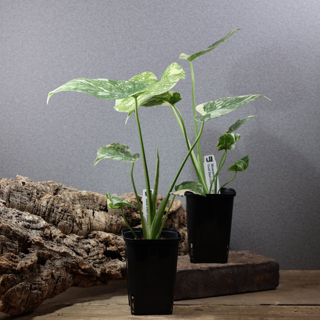 770『urban jungle モンステラ デリシオーサ ' Gold Dust'』観葉植物