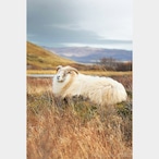 No.73-サイズS『Icelandic Sheep #1』