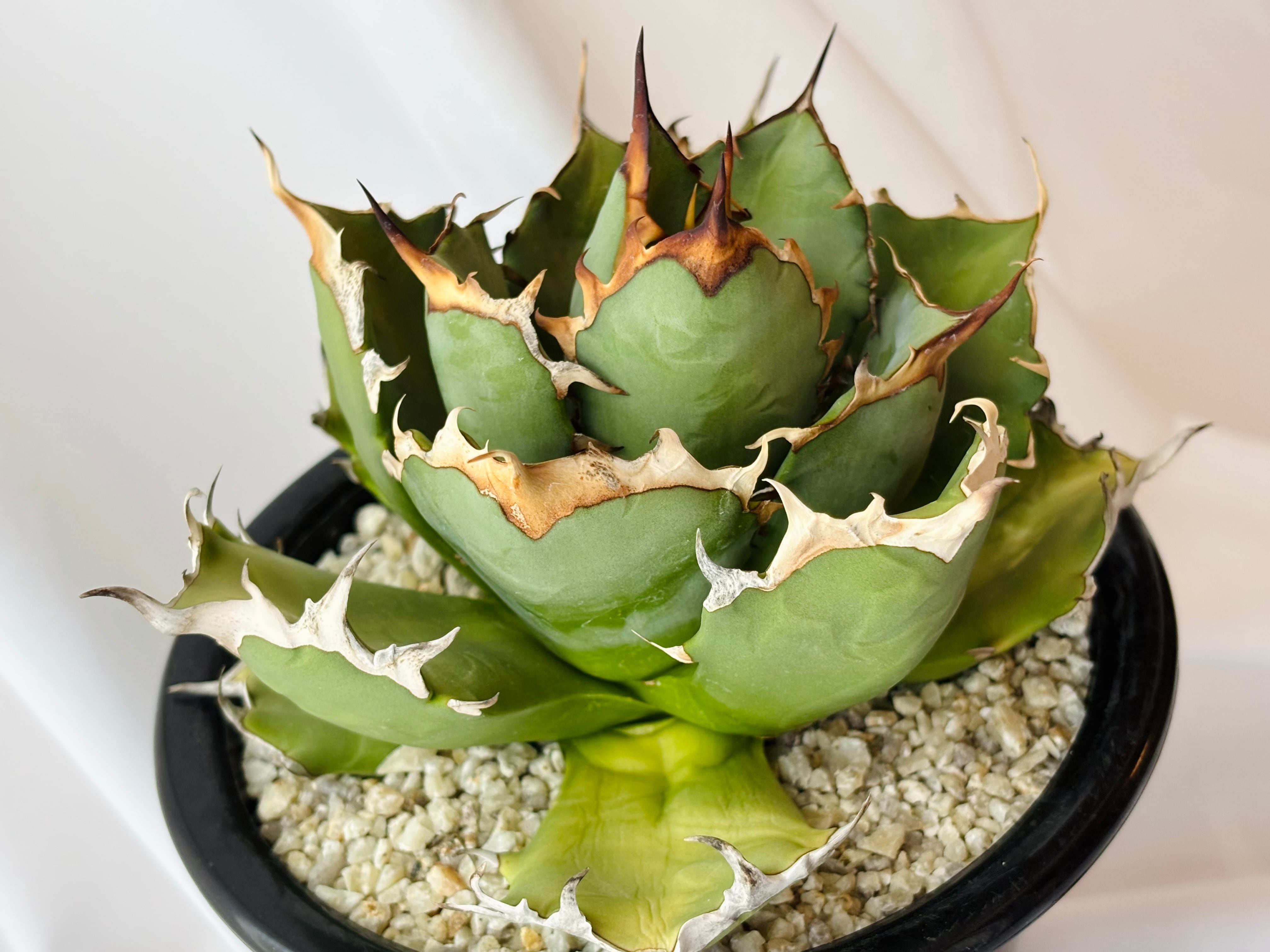 Agave titanota アガベ チタノタ 姫厳竜 多肉植物 | plants MARU