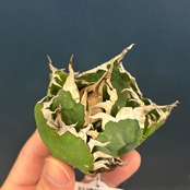 【現品】2026年　CHAMさんアガベ　イラン株福袋　20,000円