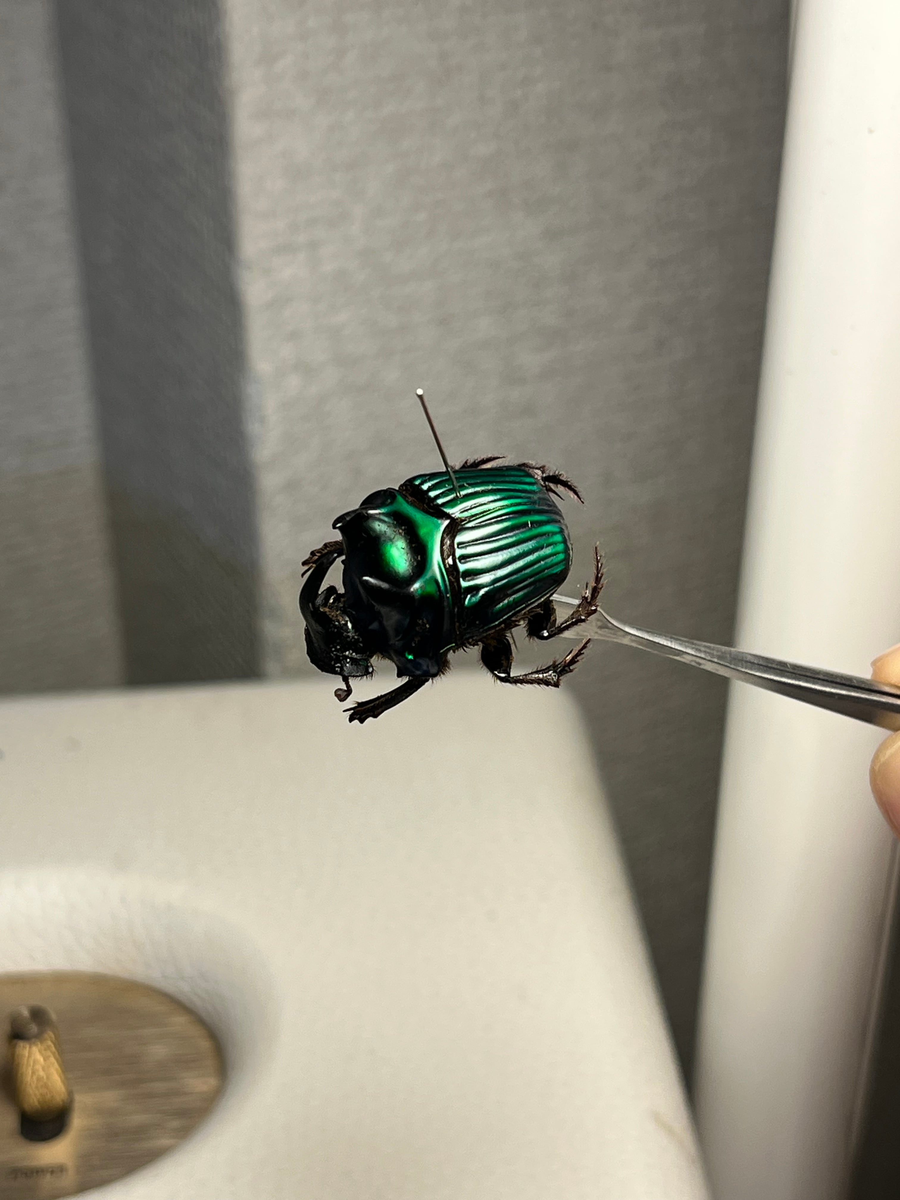 26mm♂】ミドリツヤダイコクコガネ フンチュウ糞虫昆虫標本甲虫