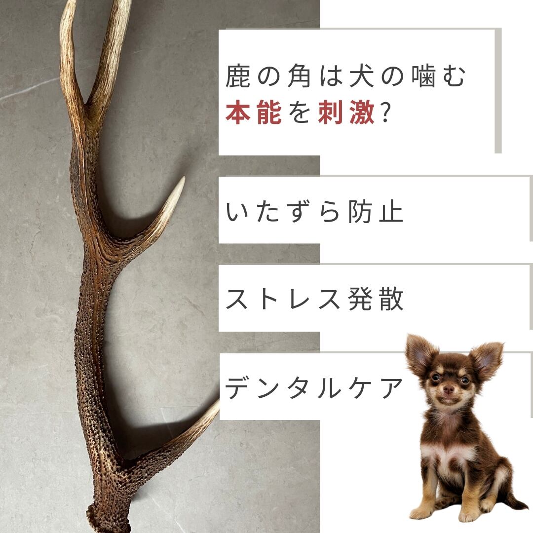 複数個セット デンタルケア用品 鹿の角 無添加品】鹿の角 蝦夷鹿 犬のおやつ 北海道 7本☆ 半割り 15センチ お手入れ・トリミング用品