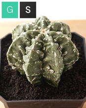 一部発根済カット苗 アストロフィツム 複隆銀砂鸞鳳玉 M Astrophytum myriostigma 'Fukuryu Ginsa'