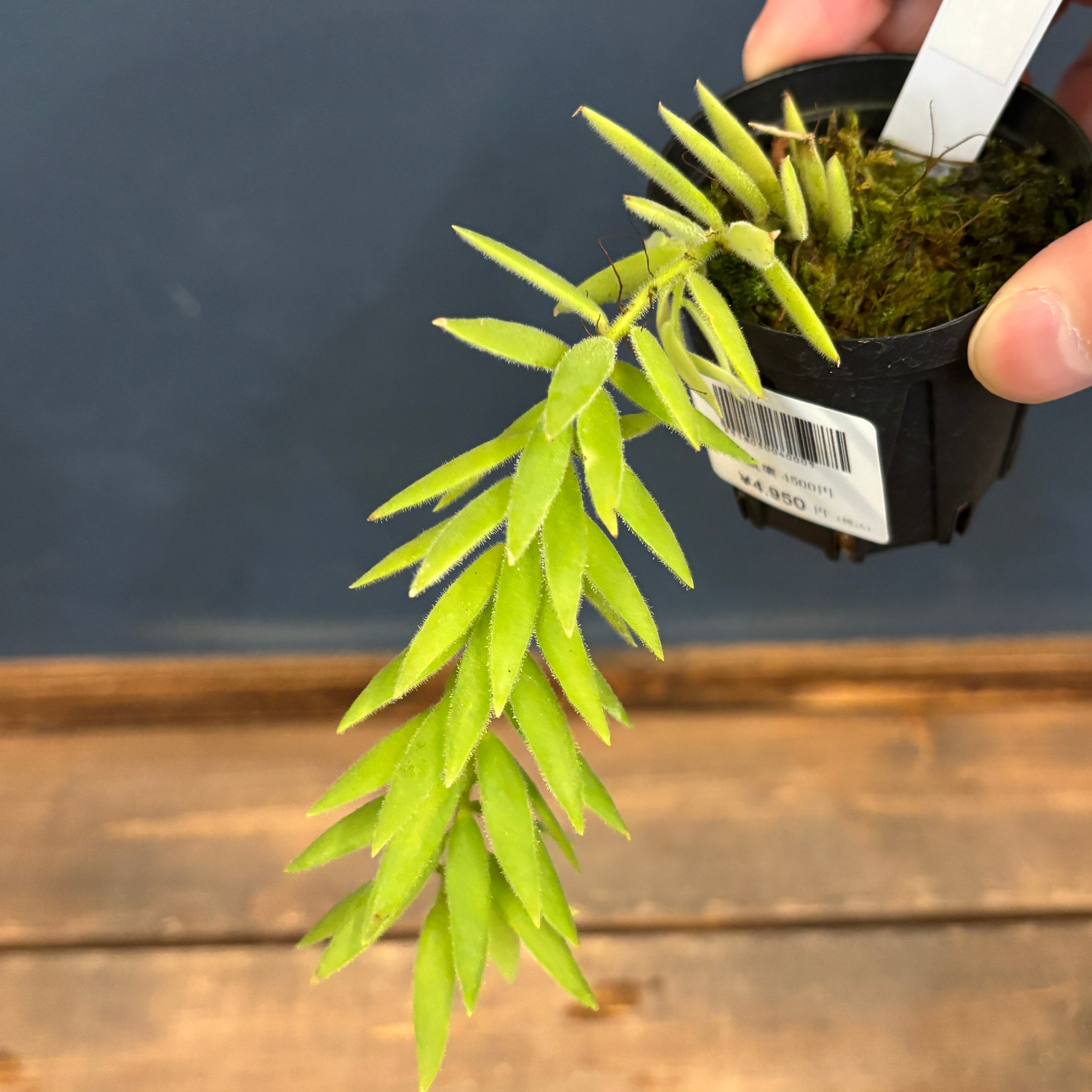 【アリ植物】伊藤蟻植物農園⭐︎ Hydnophytum. aff. ovatum アリ植物】伊藤蟻植物農園⭐︎ Hydnophytum. aff. ovatum