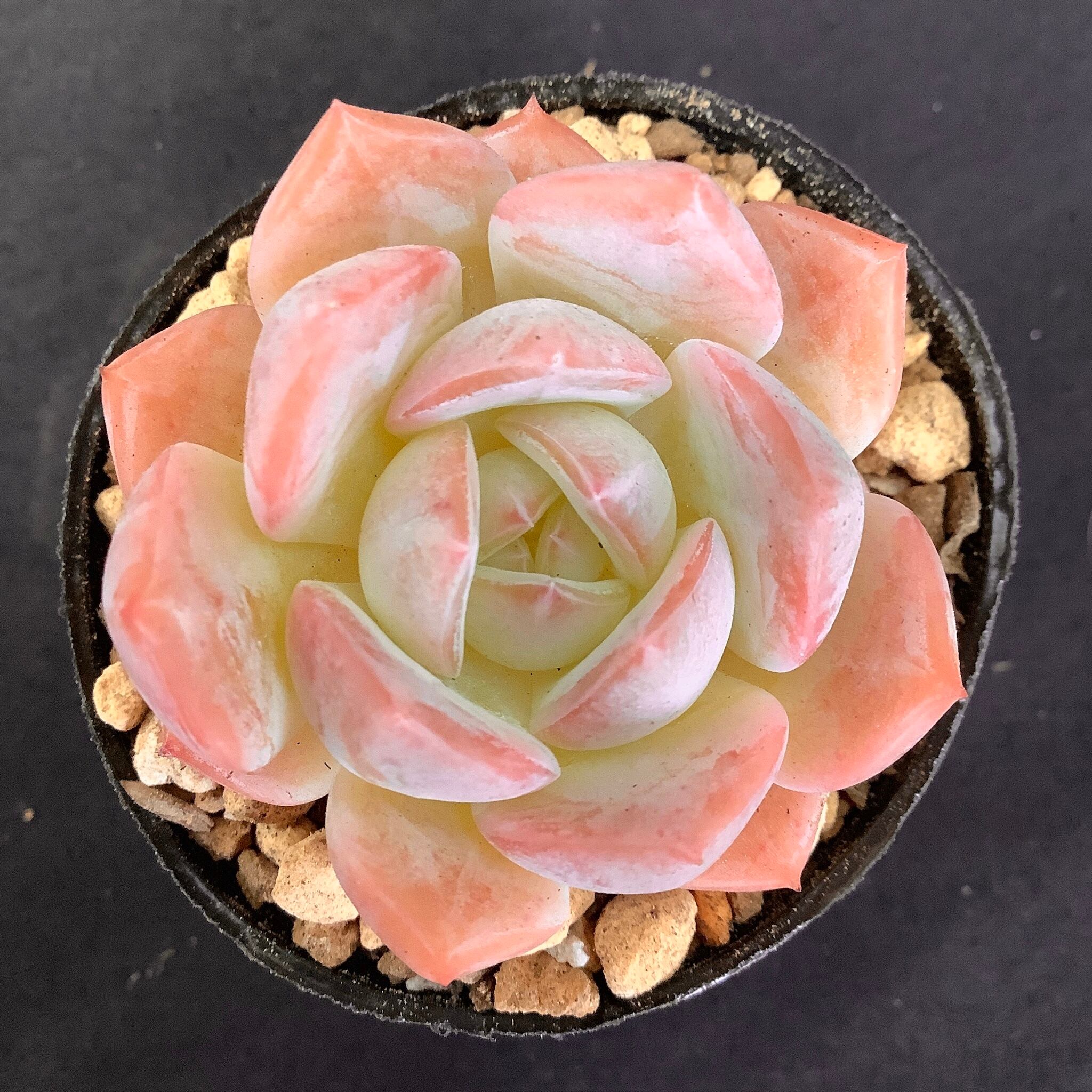 選抜苗✨多肉アンさん✨桜蓮❤️札付き✨ 2025年最新】多肉アン桜蓮の人気アイテム - メルカリ