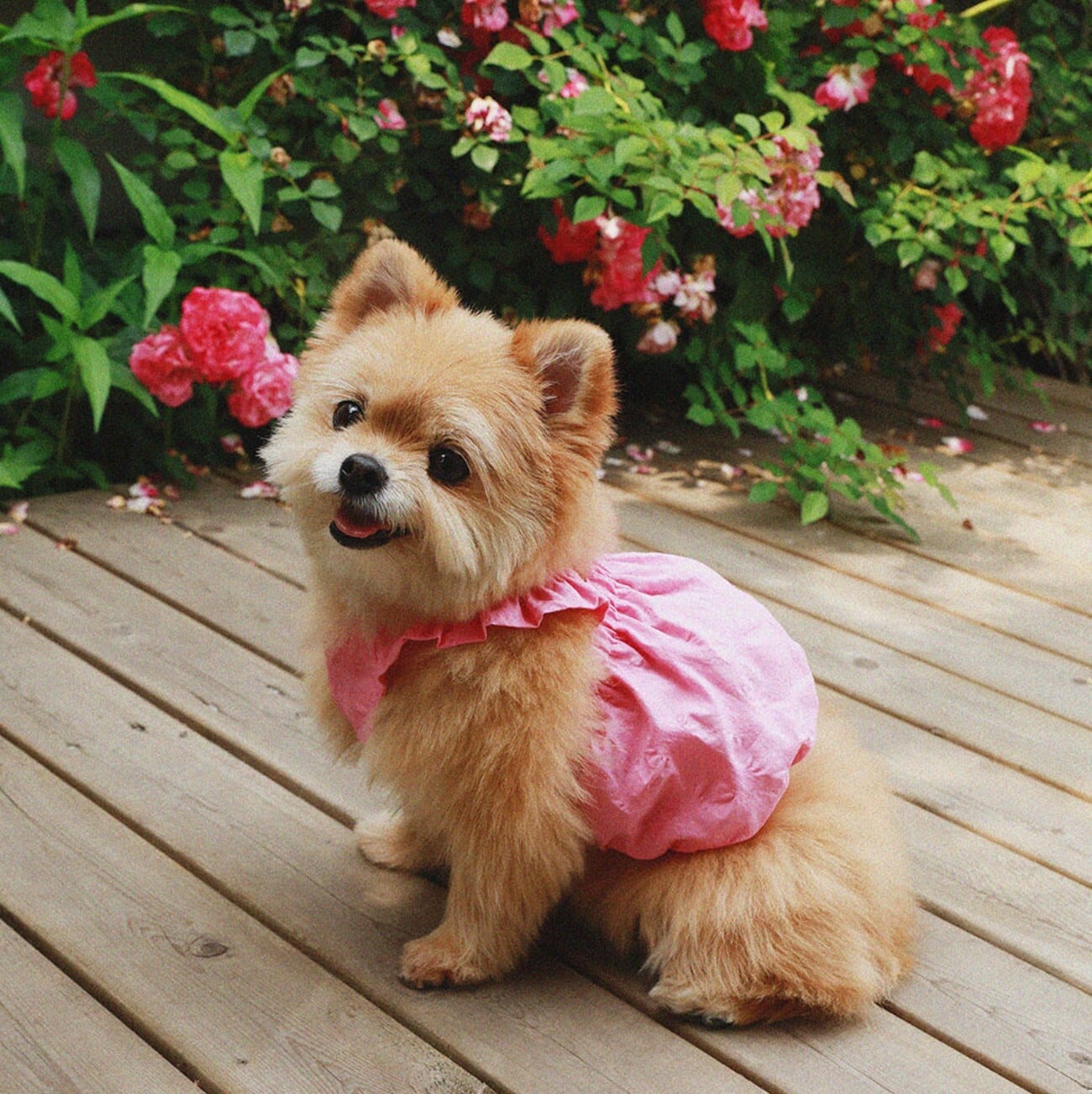 予約【noonoosoom】Dots Ballon Top (Pink)