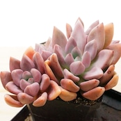 【PREMIUM】 抜き苗 桃源 Echeveria 'Land of Peach Blossoms'