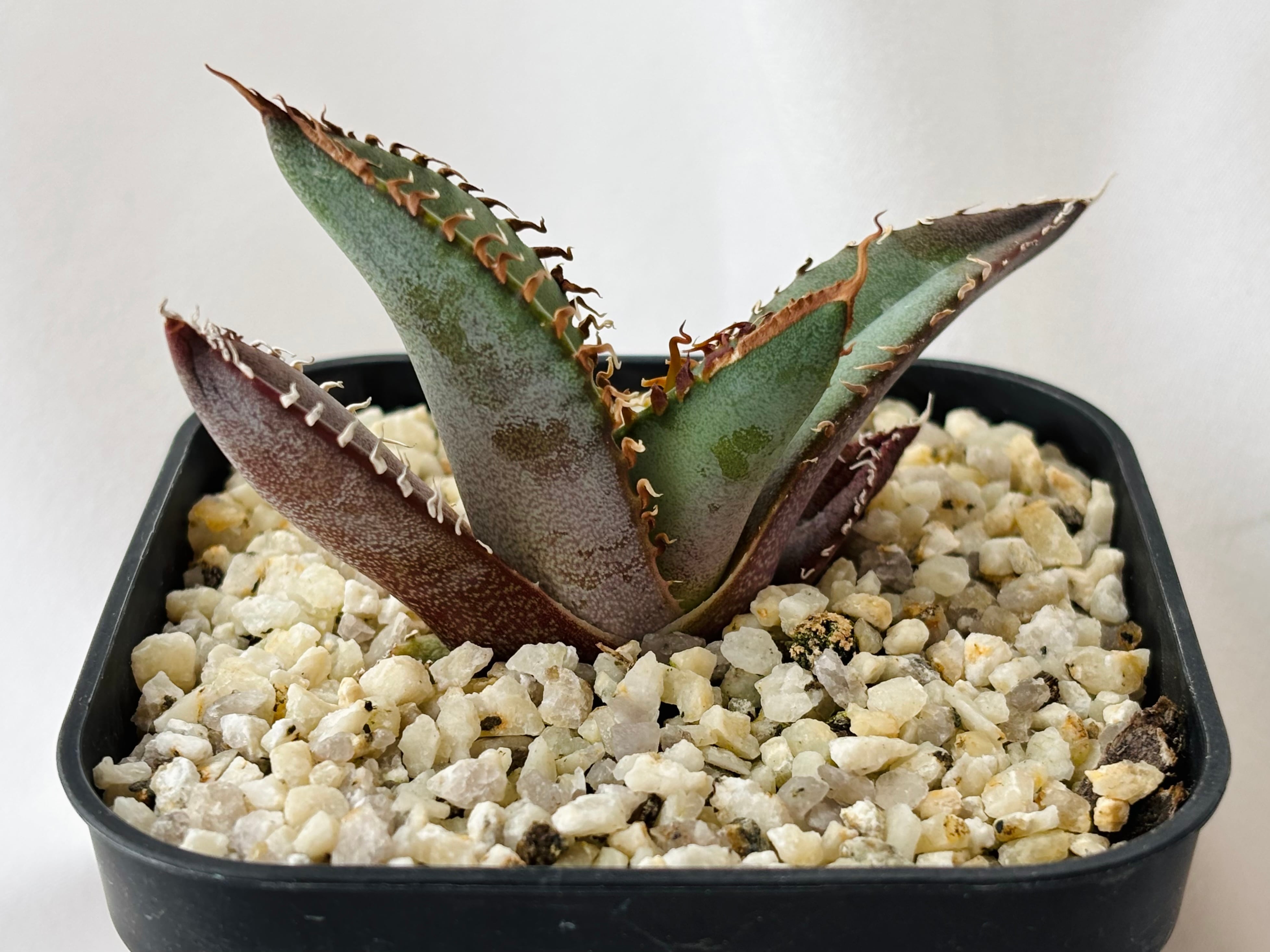 Agave titanota アガベ チタノタ オテロイ 多肉植物 | plants MARU