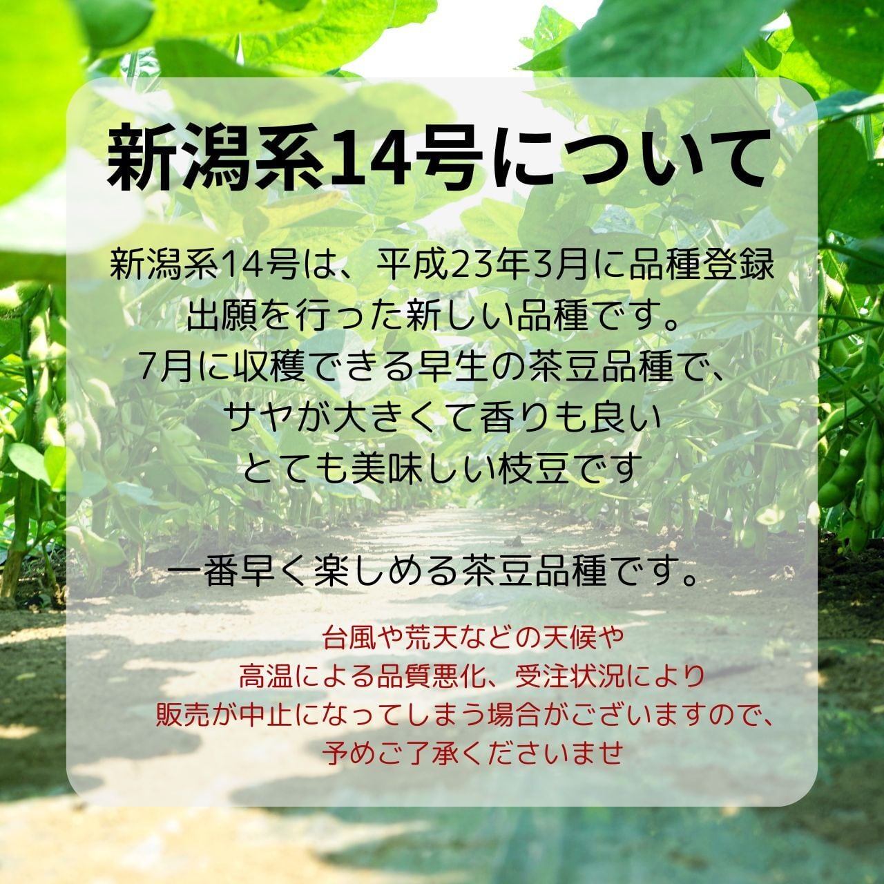【6/29収穫】枝豆　5kg　A品　当日発送　新潟系14号　農家直送　新潟産 枝豆 大量 5kg 送料無料 やさい 夏野菜 新潟系14号 新潟産えだまめ
