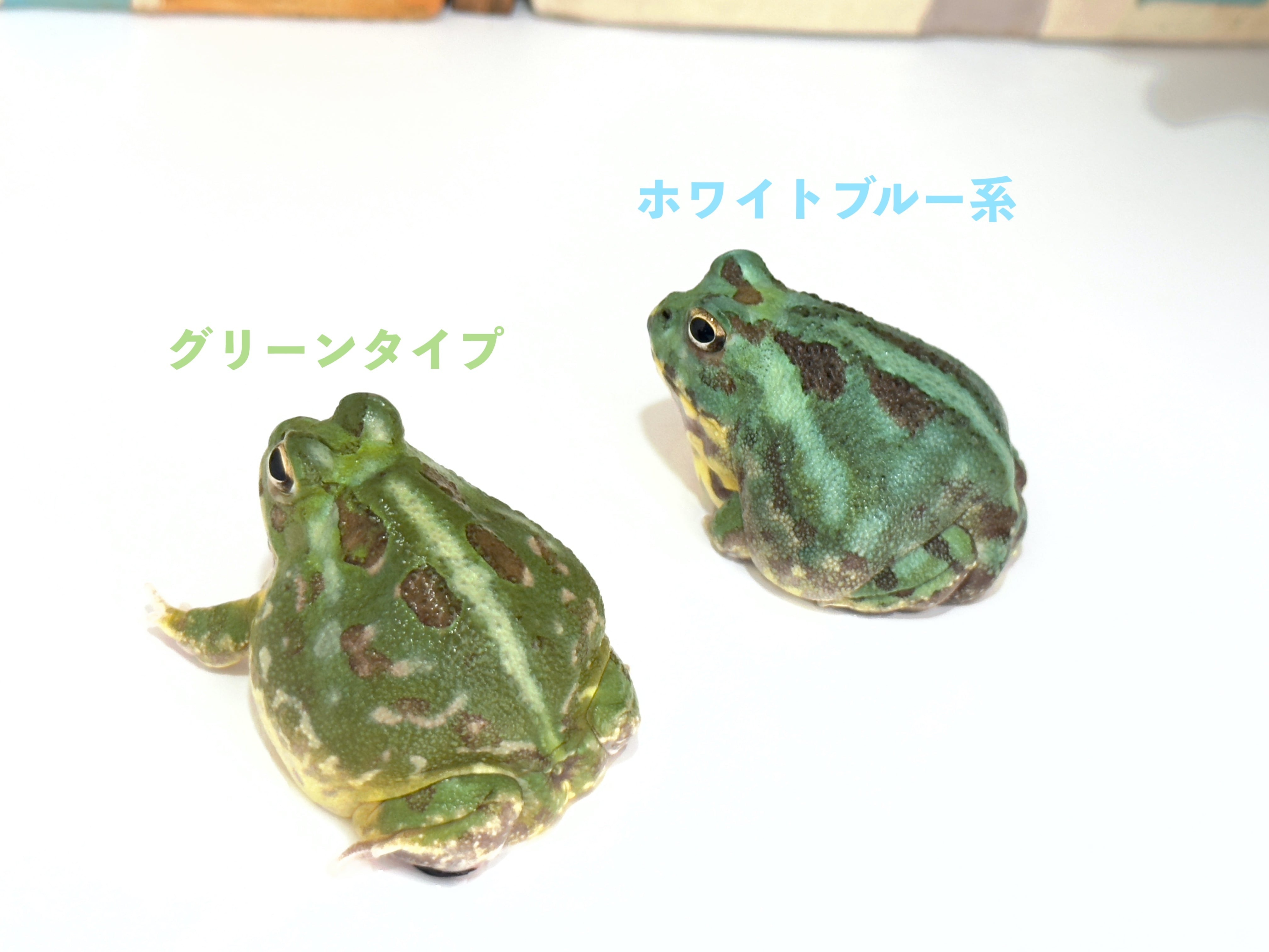 チャコガエル【c138】