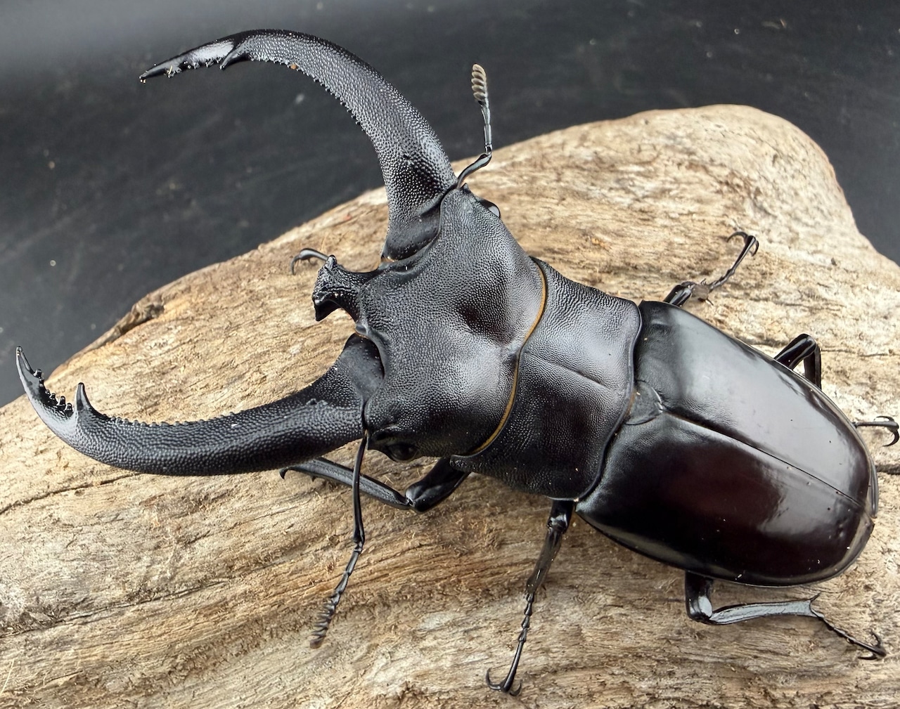 【WD】《リノケロスフタマタ 85.5mm ペア》