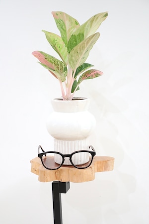 【S】【希少】アグラオネマ ピンクイメリタス ※【土不使用】陶器鉢付き