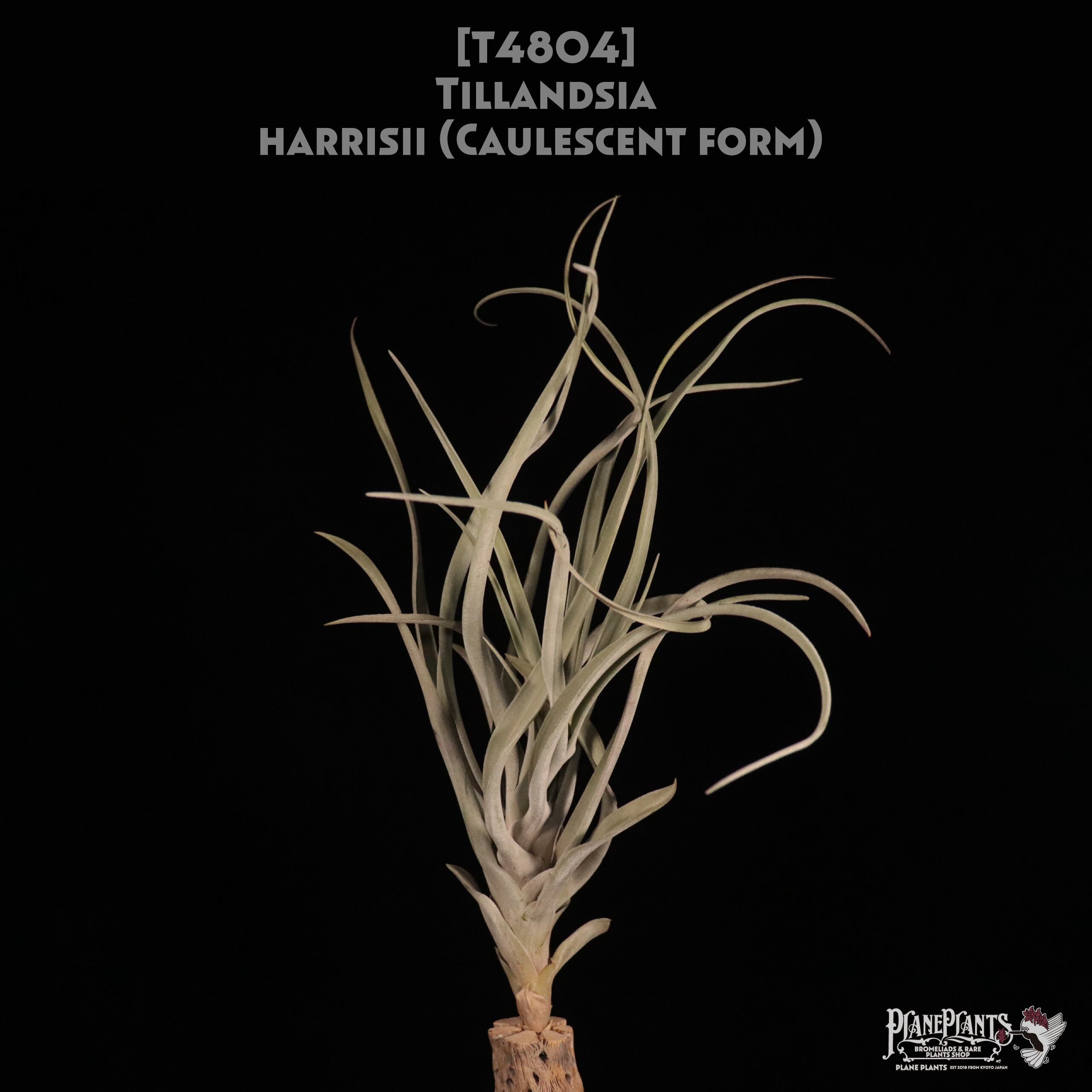 送料無料】harrisii (Caulescent form)〔エアプランツ〕現品発送T4804
