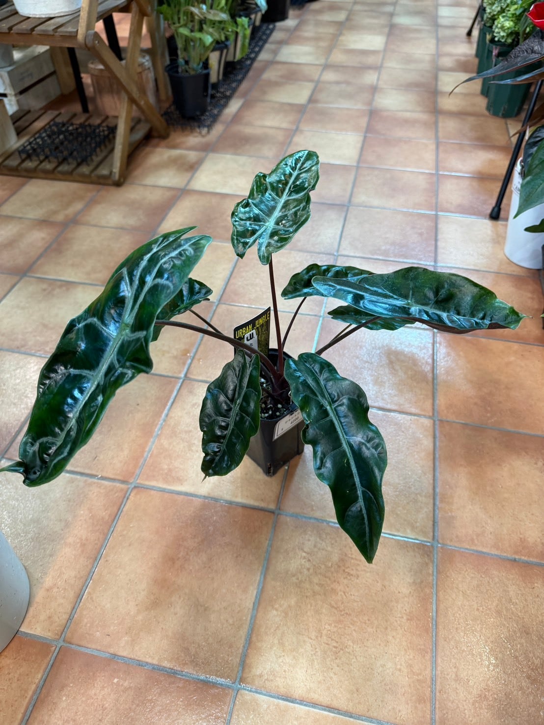 アロカシア・シャントリエリ 3.5号 | 観葉植物と雑貨のお店 VIVAGREEN