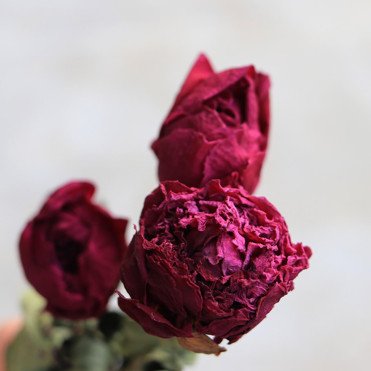 ドライフラワー 】シャクヤク 【 八重咲 大輪 】 ディープパープル