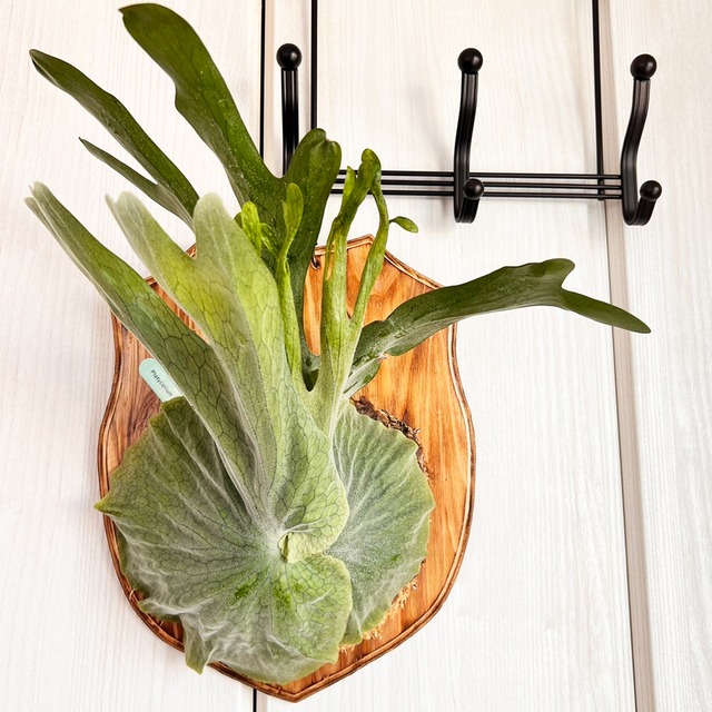 ビカクシダ グランデ 板付 【観葉植物 壁掛け コウモリラン】