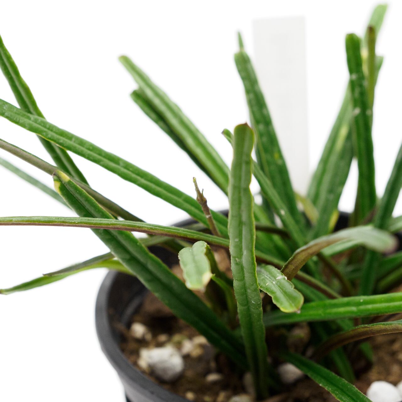 ホヤ インスラリス 3.5号鉢 【No.0042】 | SHIBUYA ENGEI