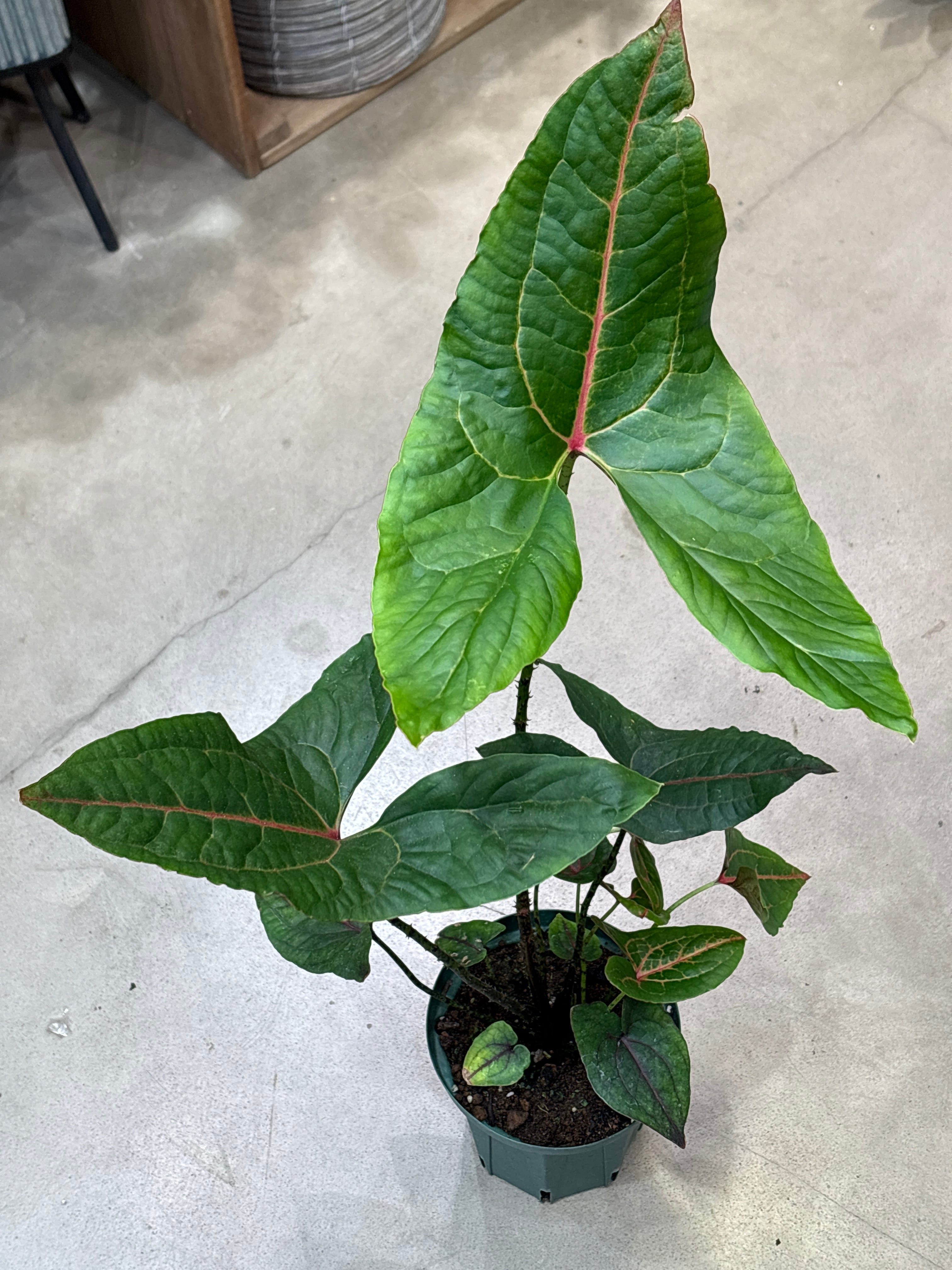S80 スキンダプサス スーパースター | MIDORIYA 観葉植物専門店