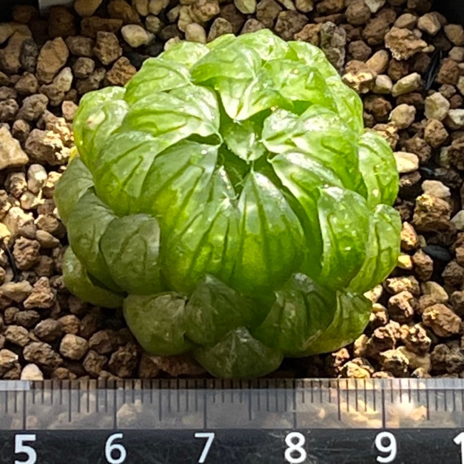 ハオルチア 女神(微発根)② | mocono_plants