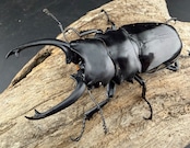 【WD】《ダールマンツヤクワガタ亜種セレベンシス 82mm ペア》