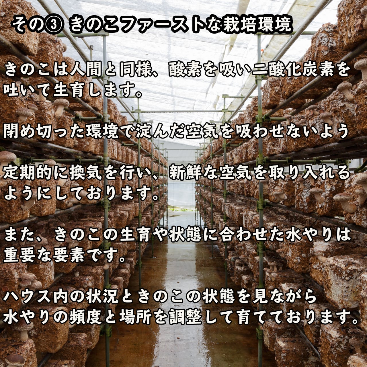 極上】グルメセット | 佐倉きのこ園ネットショップ