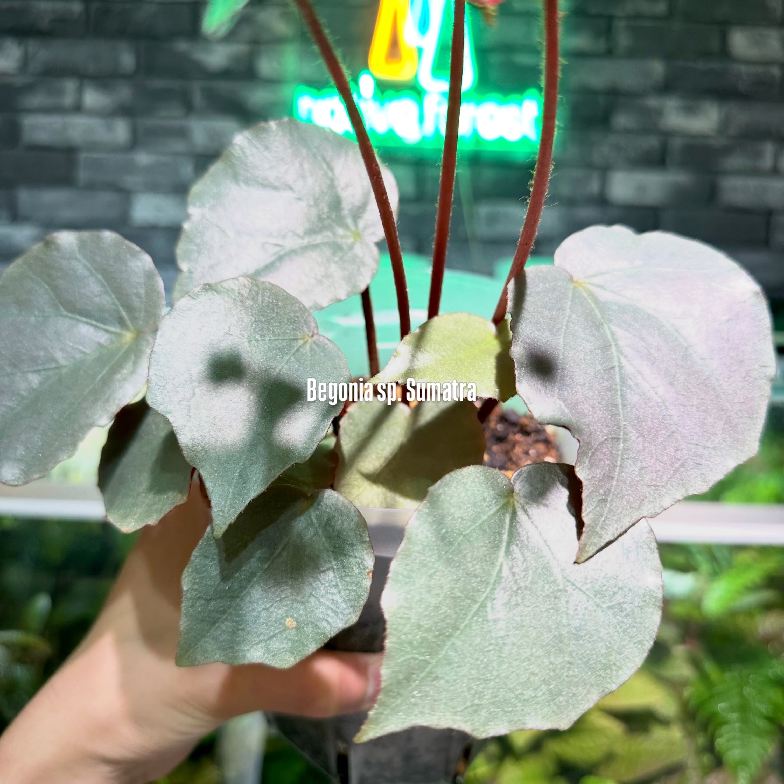 Begonia murina | レアプランツ専門店 -native forest- オンラインショップ