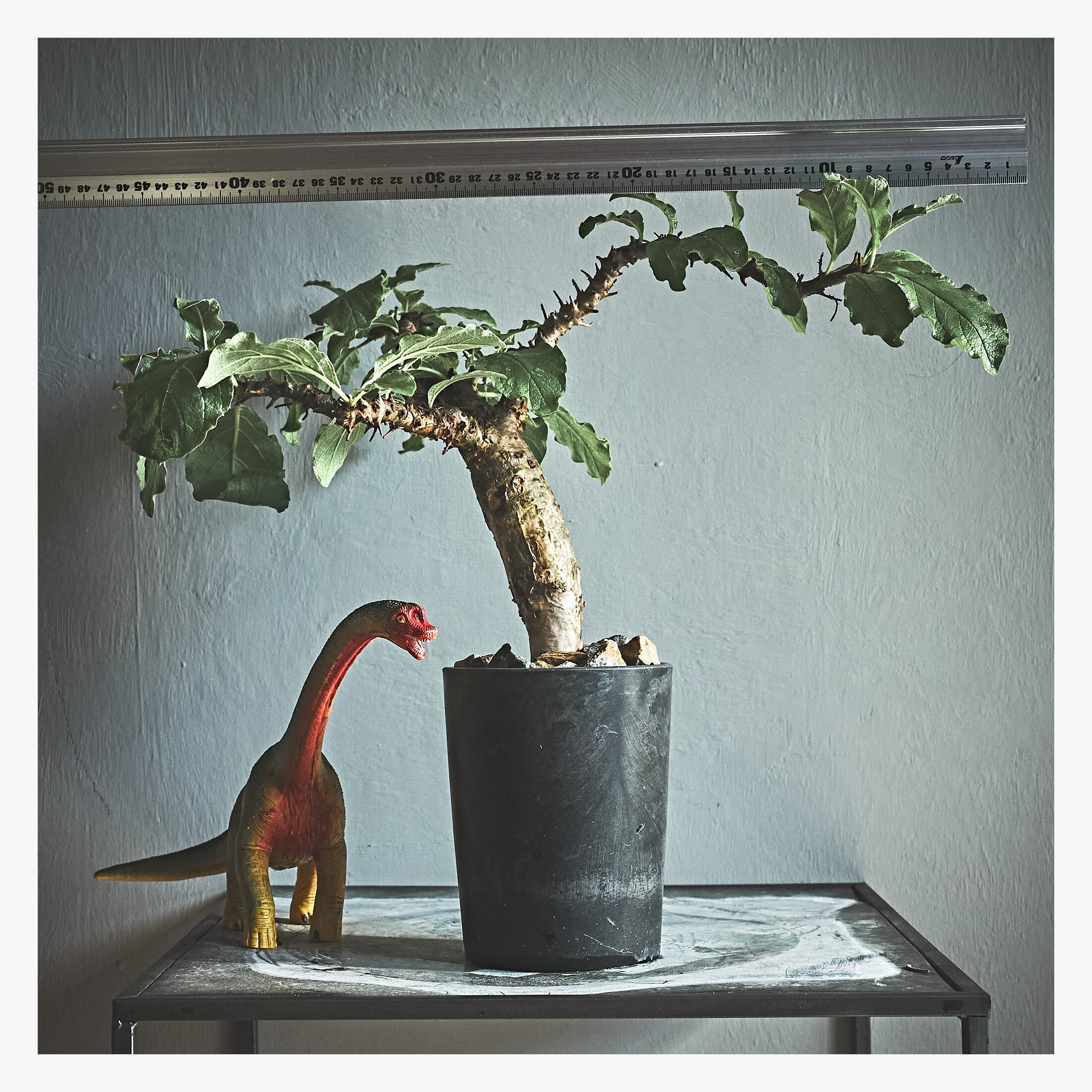 Sesamothamnus busseanus セサモタムナス ブッセアヌス | Pay ID