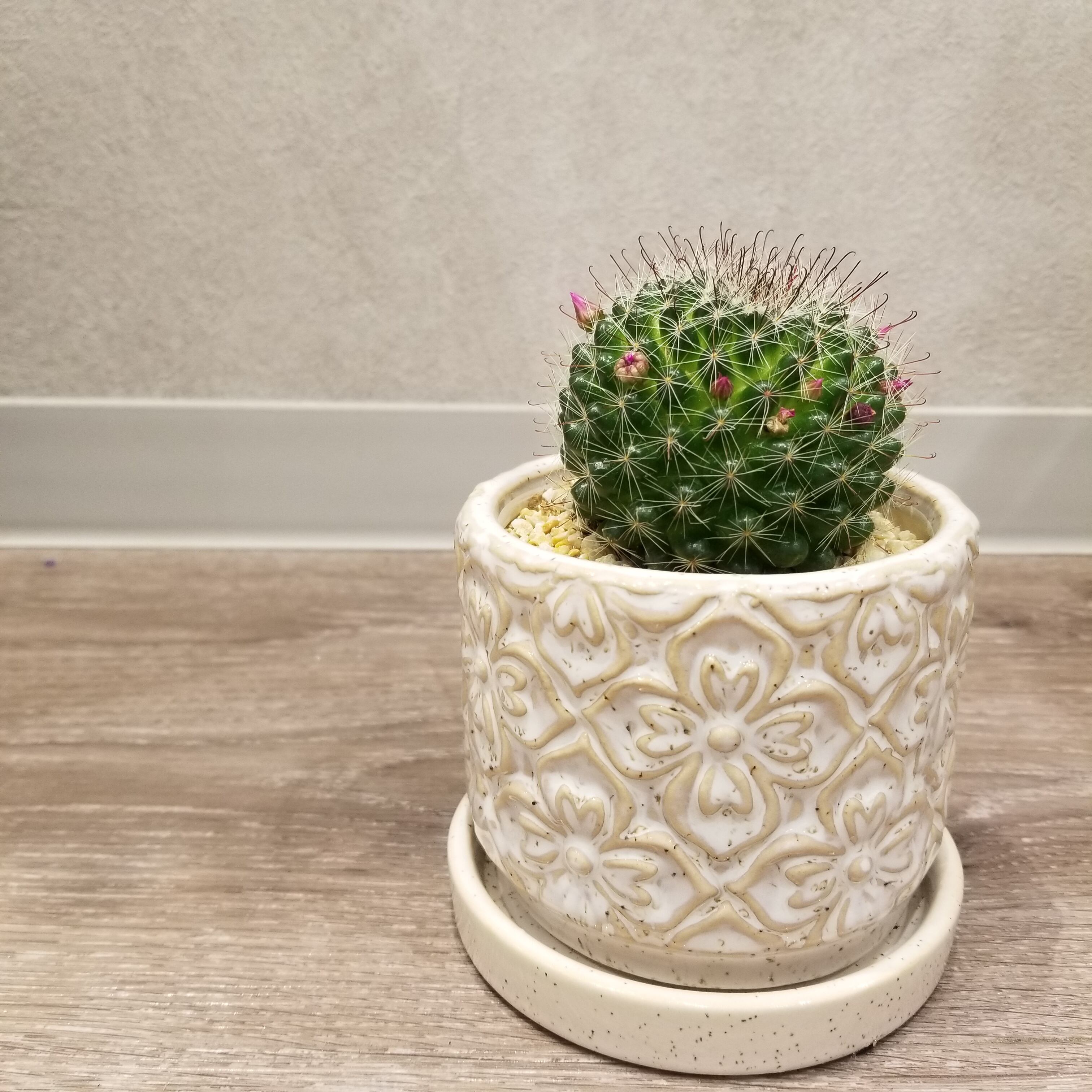 一点もの 花サボテン 観葉植物 サボテン 花付サボテン フラワーギフト サボテン陶器 サボテンおすすめ フラワーギフト専門店 Conoka Online Shop お花や観葉植物で記念日を彩る