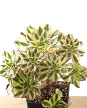 発根済カット苗 アエオニウム 太陽神 サンゴッド 大群生 Aeonium 'Sun God'