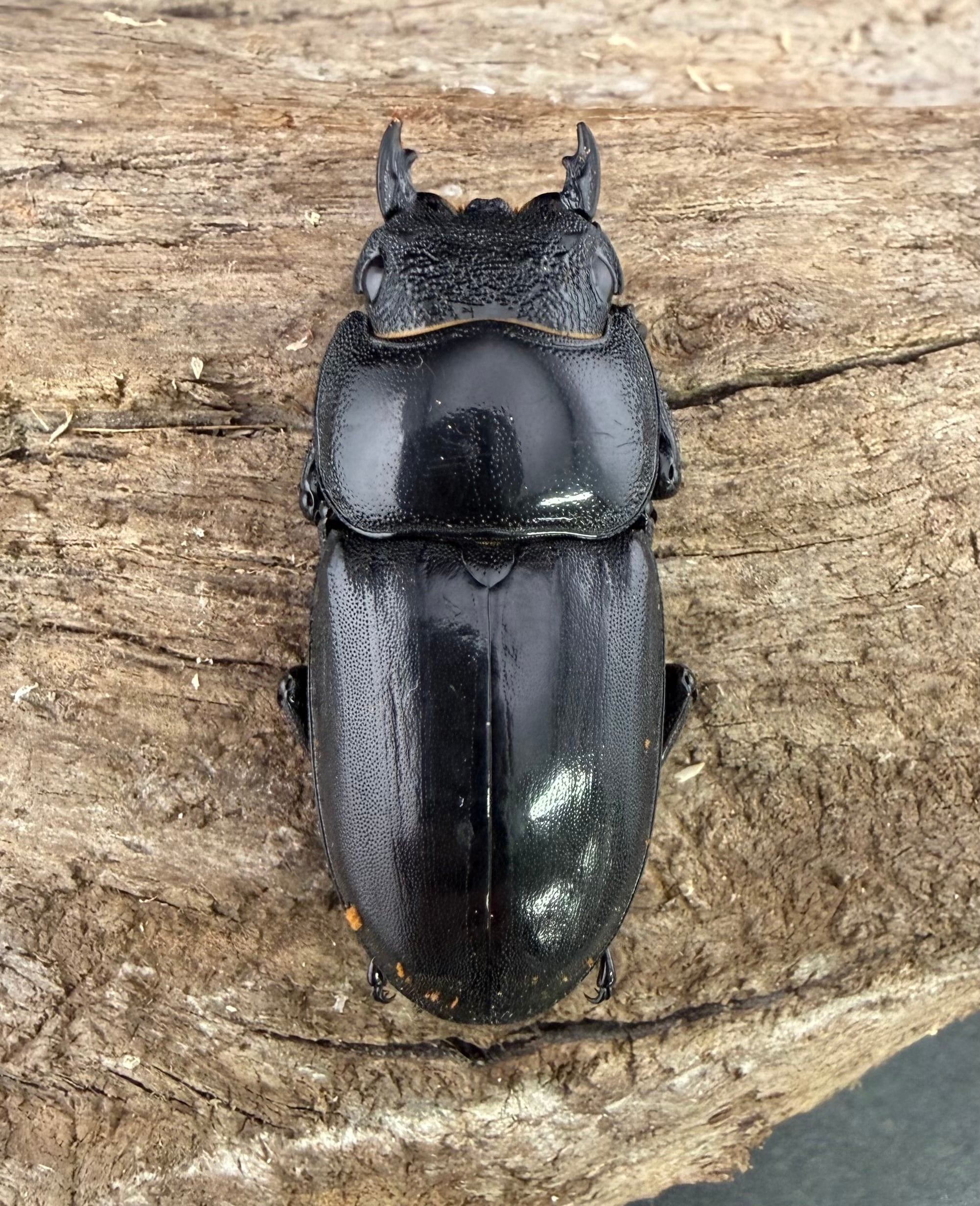 WD】《サキシマヒラタクワガタ 与那国島産 35mm ♀単》① | KPW公式