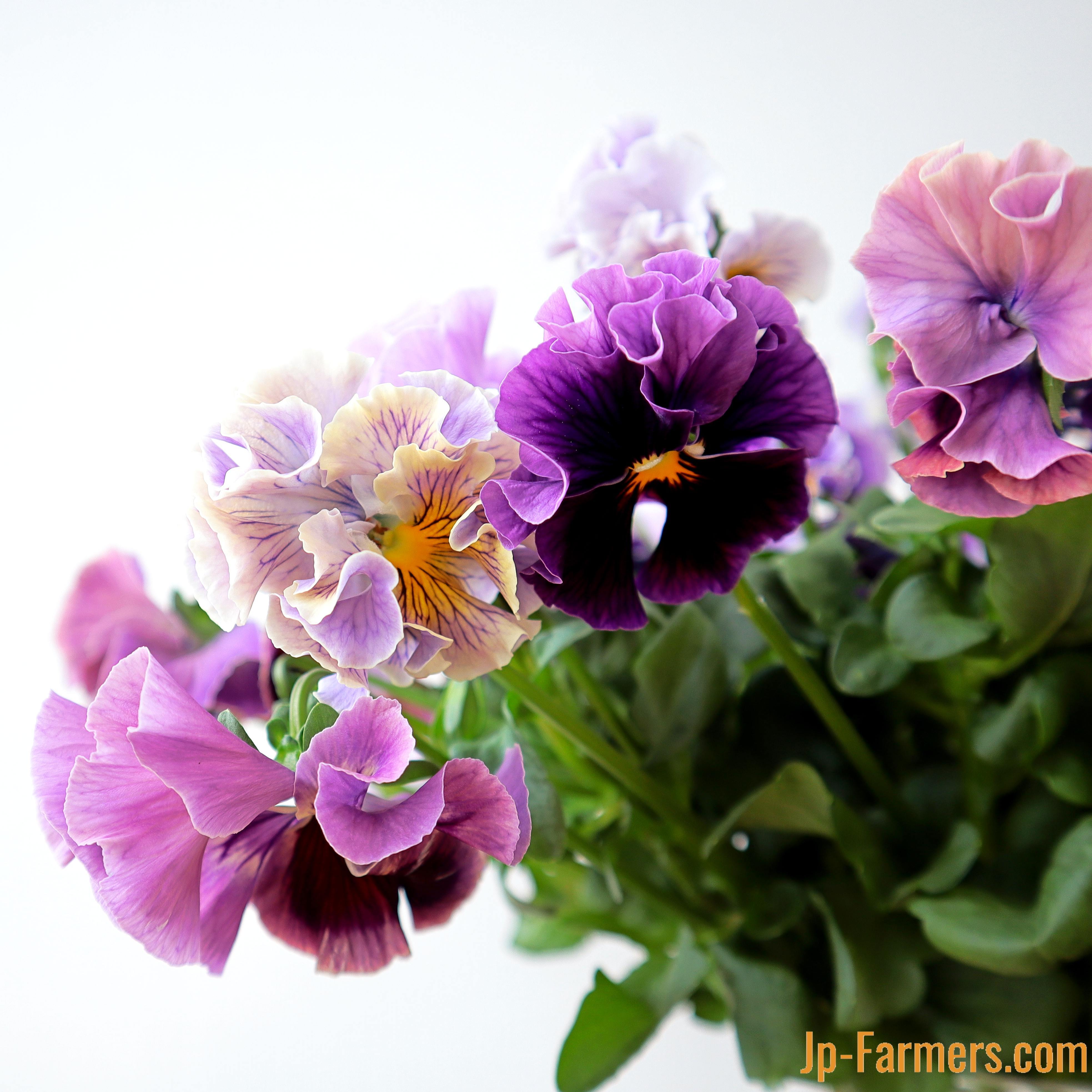 ◆ハーバリウム　183 フリルパンジーと春のお花*.:。✿*゜¨ 9d43cfe3990a0b035b7cda15242192