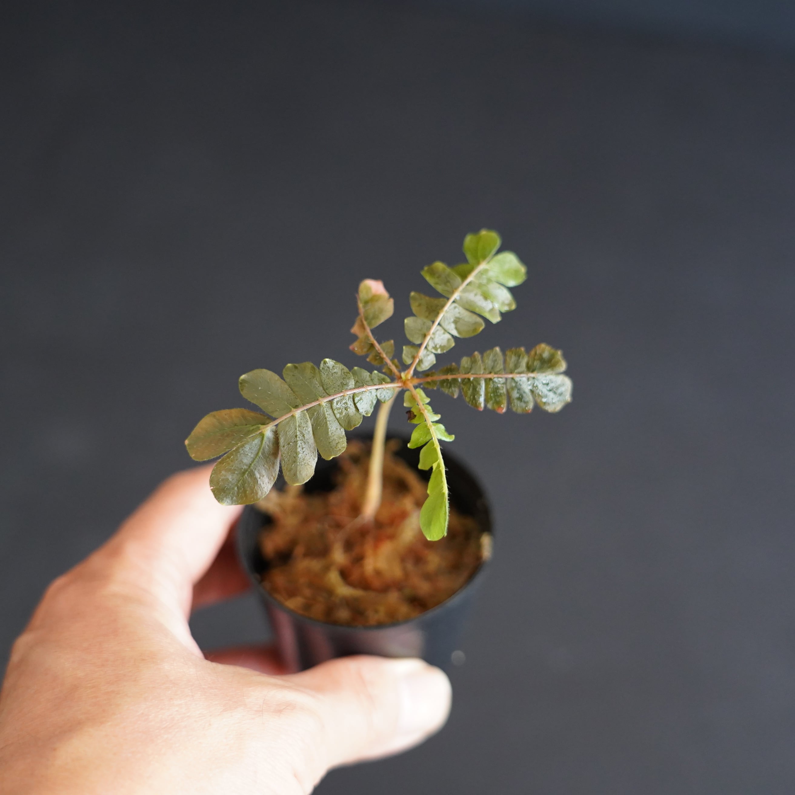 多肉植物 Echeveria スノーアンジュ 特大 | Pay ID