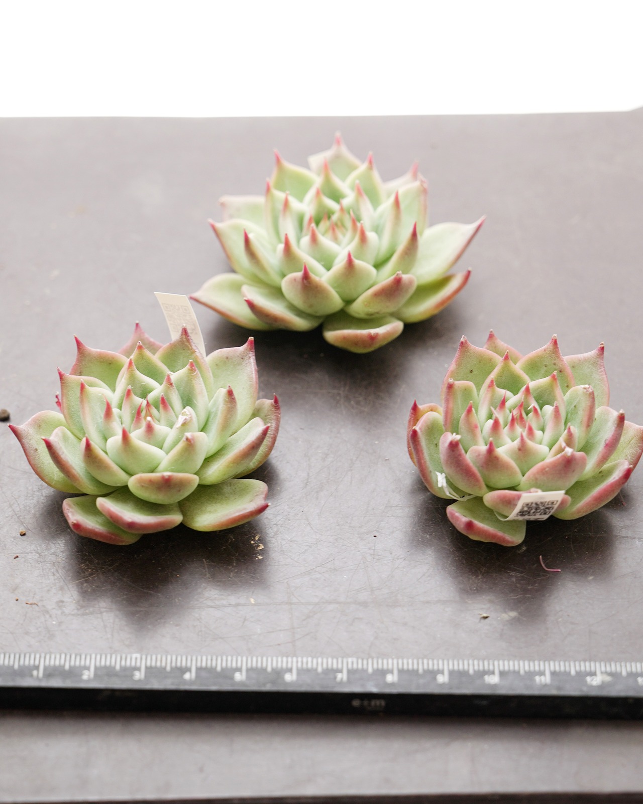 カット苗 トスカネリ Echeveria 'Toscanelli'