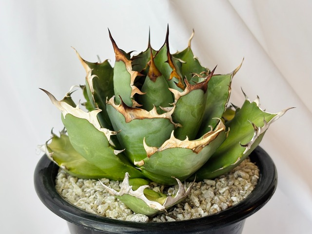 Agave titanota アガベ チタノタ 姫厳竜 多肉植物