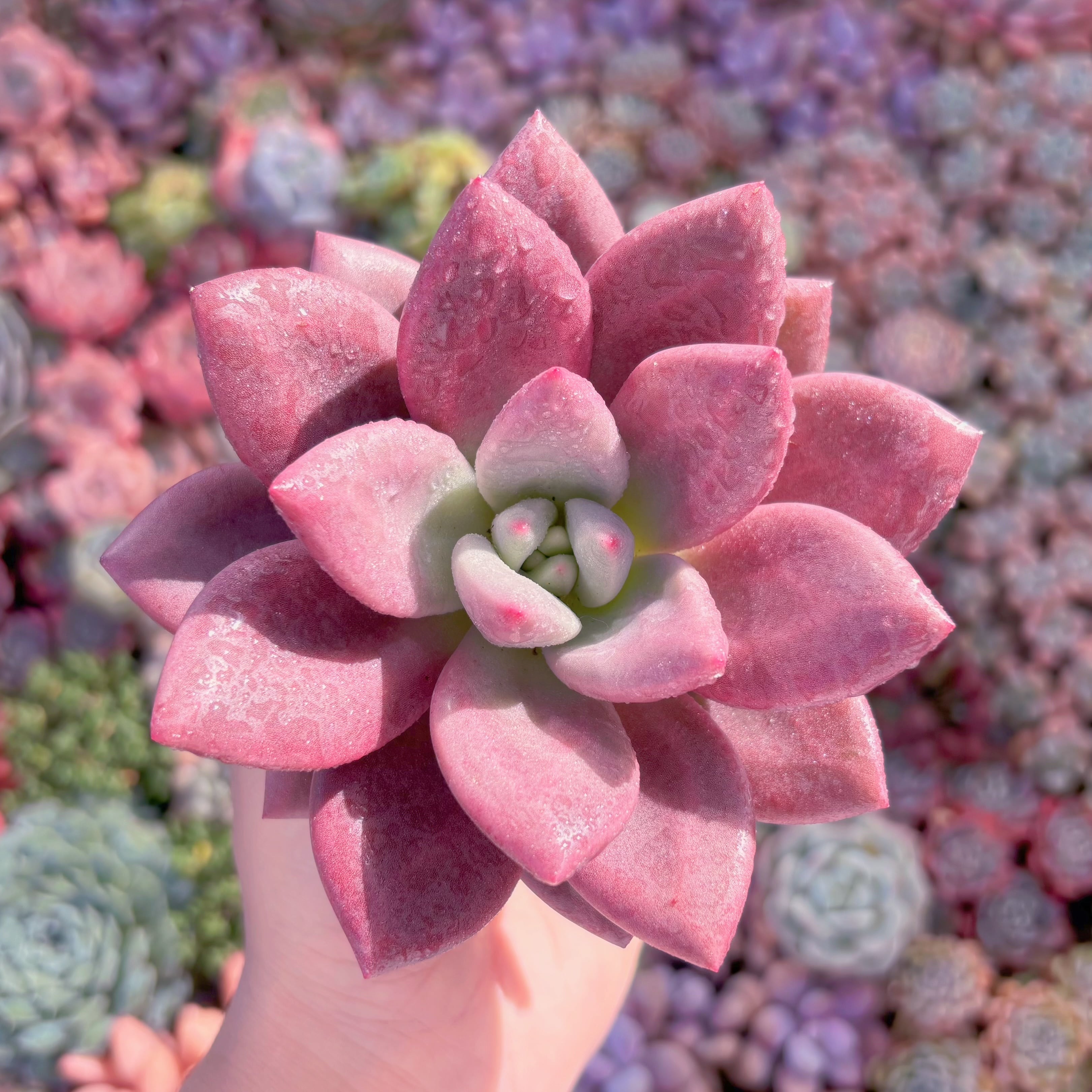多肉植物　ヘフィーユ　美苗　新入荷　るる農園