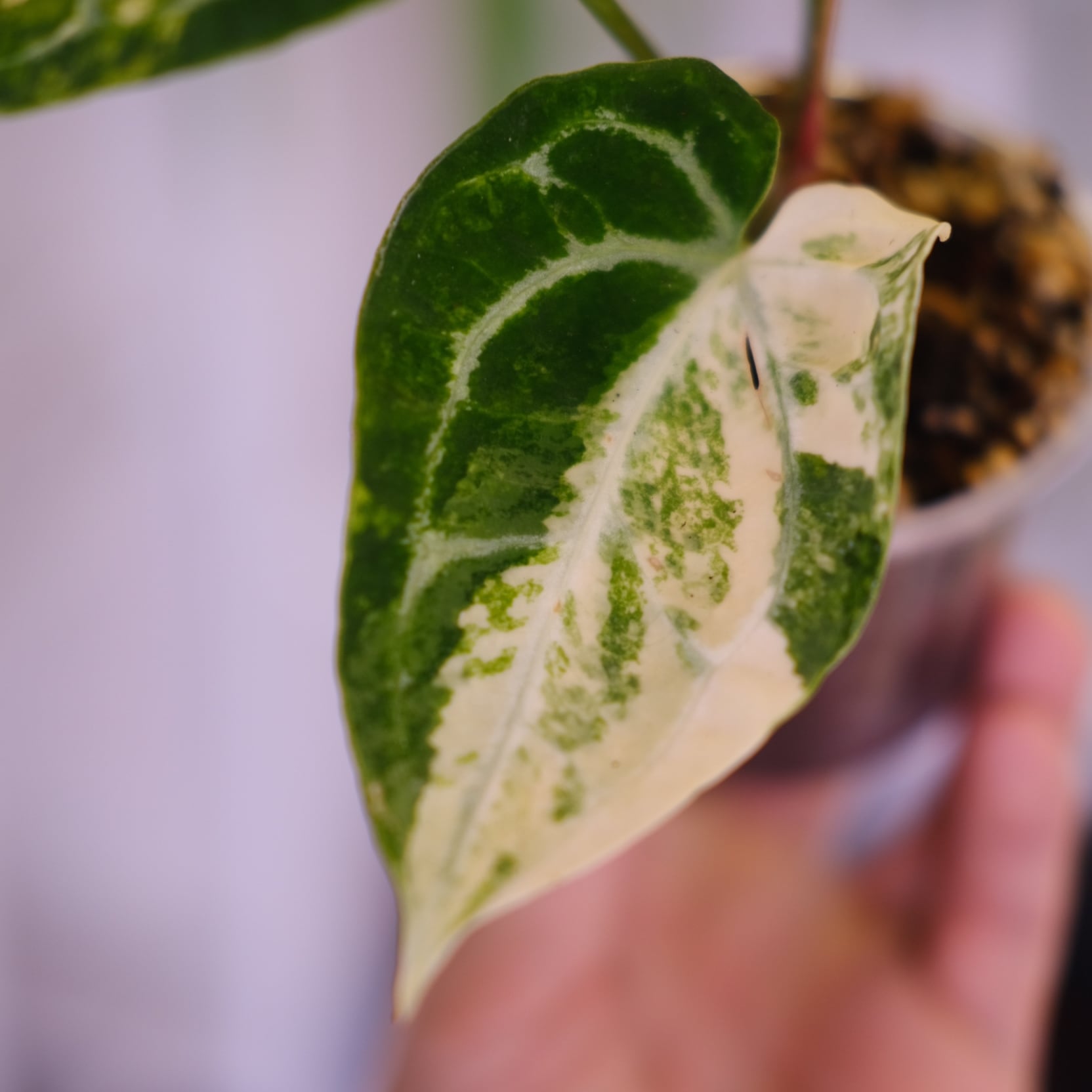 Anthurium crystallinum aurea｜アンスリウム クリスタリナム オーレア