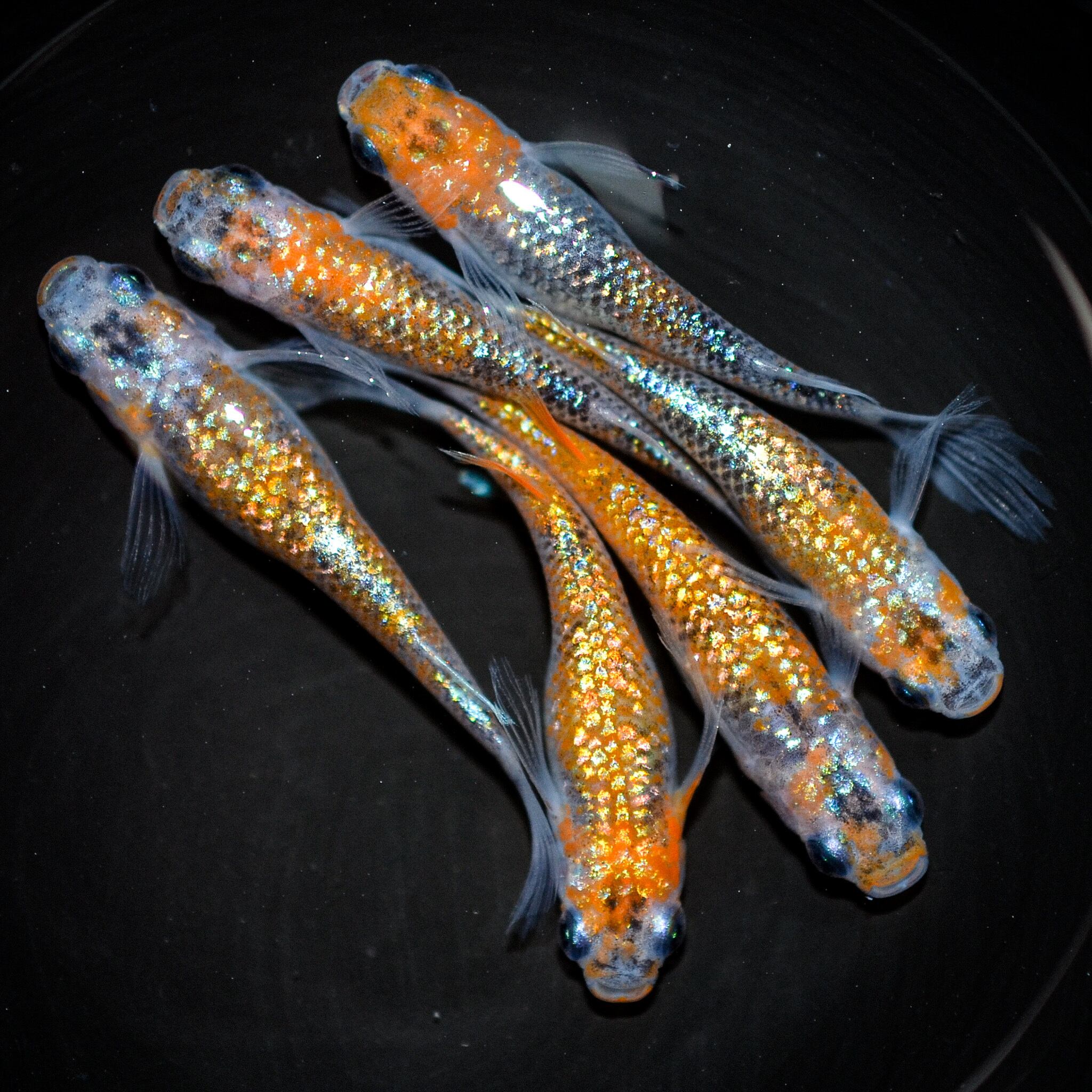 緑単イミッシュ 引退品 まとめ売り 木製 つまみ KTH-J424｜引き出し取っ手、つまみの専門サイト