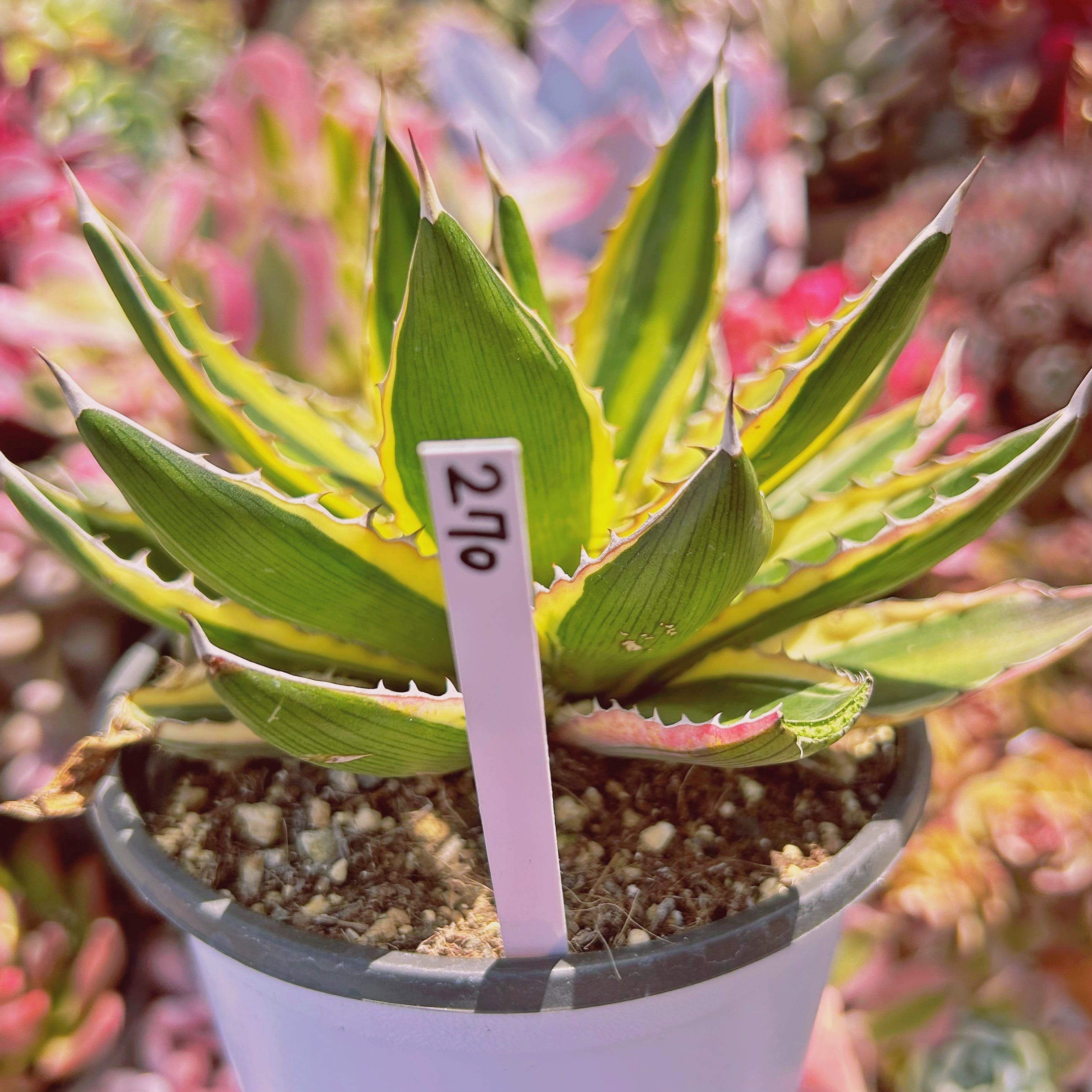 270現物 多肉植物 Agave 五色万代錦 特大 | るる農園~多肉植物専門