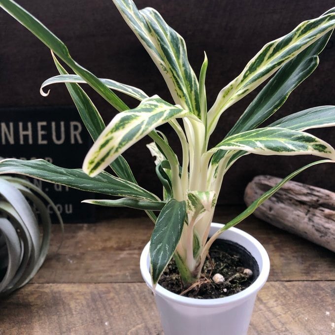 ホワイトバンブー アグラオネマ グリーン 観葉植物 | 植物の店ベリー