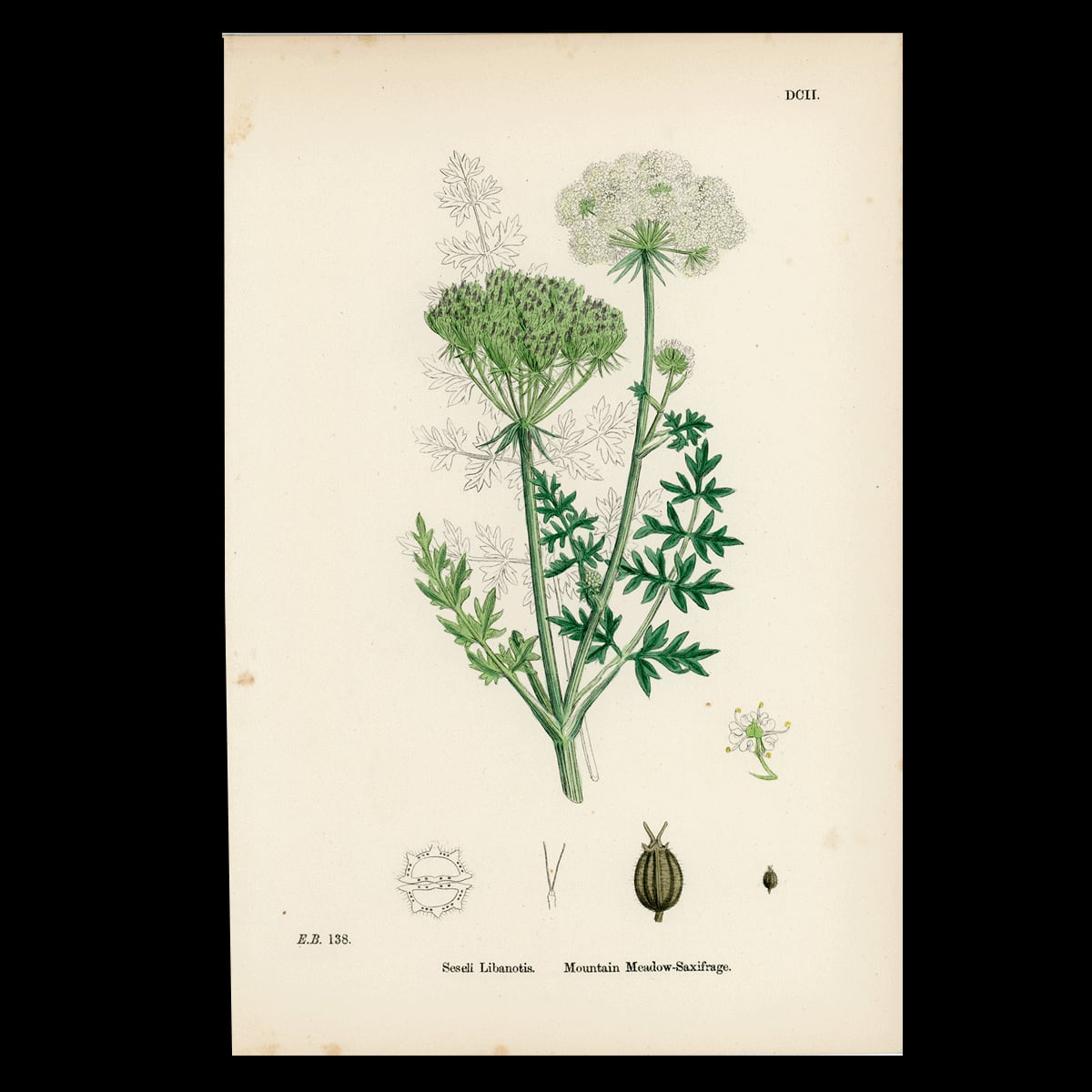 【19世紀後半】英国植物図版|Seseli Libanotis|English Botany No.602